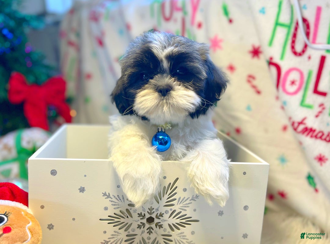 Shih Tzu dogs for sale: Elf - Ad 4