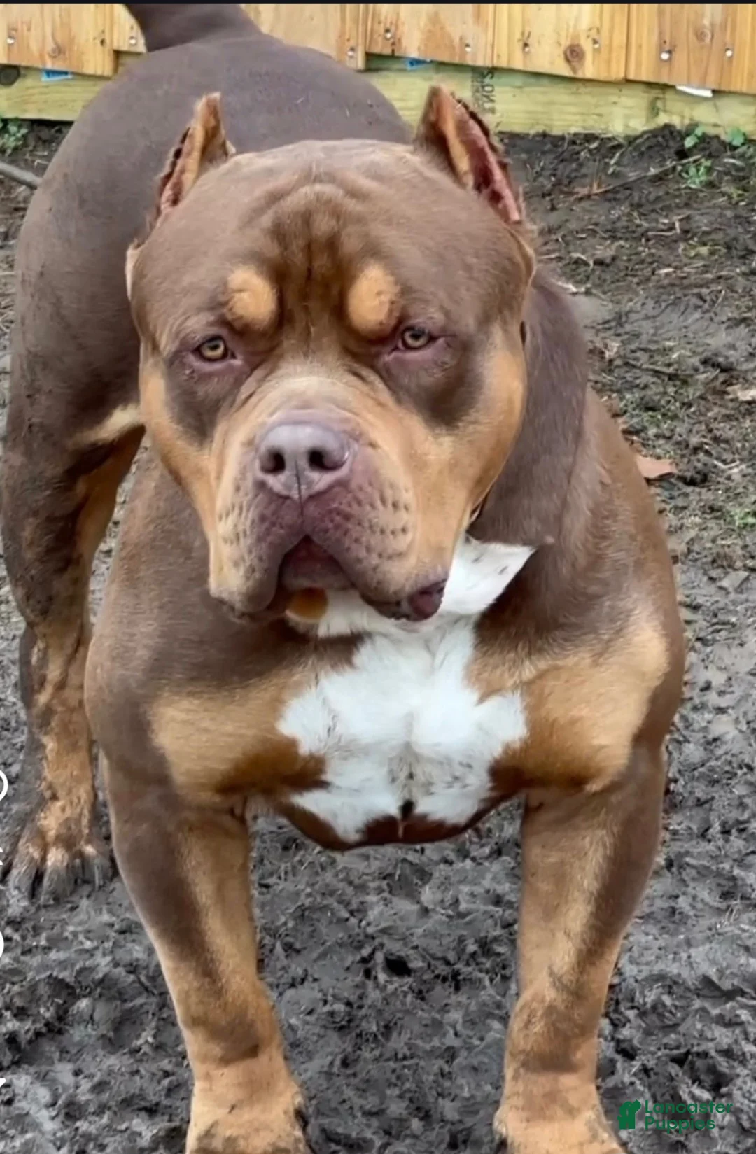 American Bully dogs for sale: "JAY Z" - Ad 8