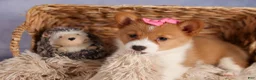 Welsh Corgi Pembroke dogs for sale: Bella🌸 - Ad 8
