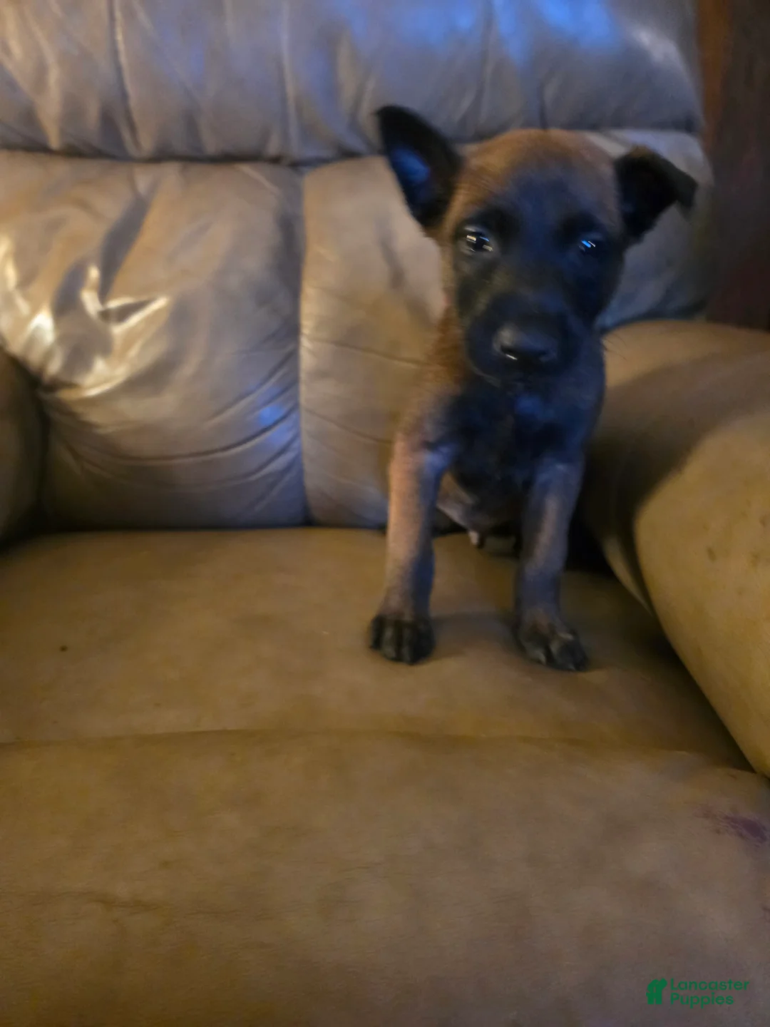 Belgian Malinois dogs for sale: Belgian Malinois 2 (red) - Ad 2