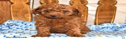 Cavapoo dogs for sale: Amelia - Ad 2