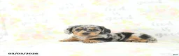 Miniature Dachshund dogs for sale: Eli  - Ad 4