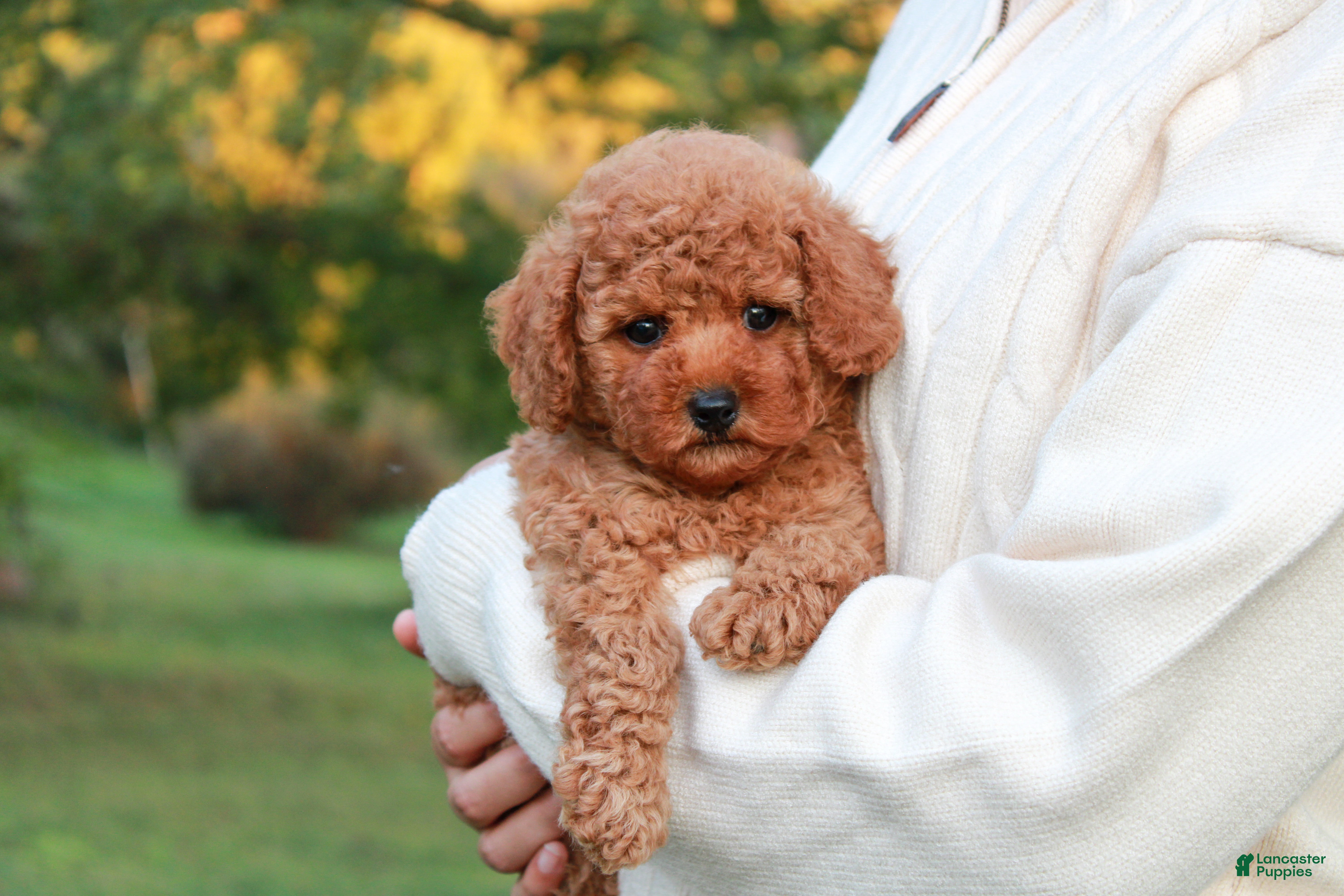 French Poodle And Person Toy Poodle Puppies For Sale In Harrisburg