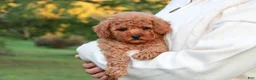 Toy Poodle dogs for sale: Caspian - Ad 14