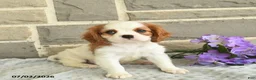 Cavalier King Charles Spaniel dogs for sale: Lucky  - Ad 3