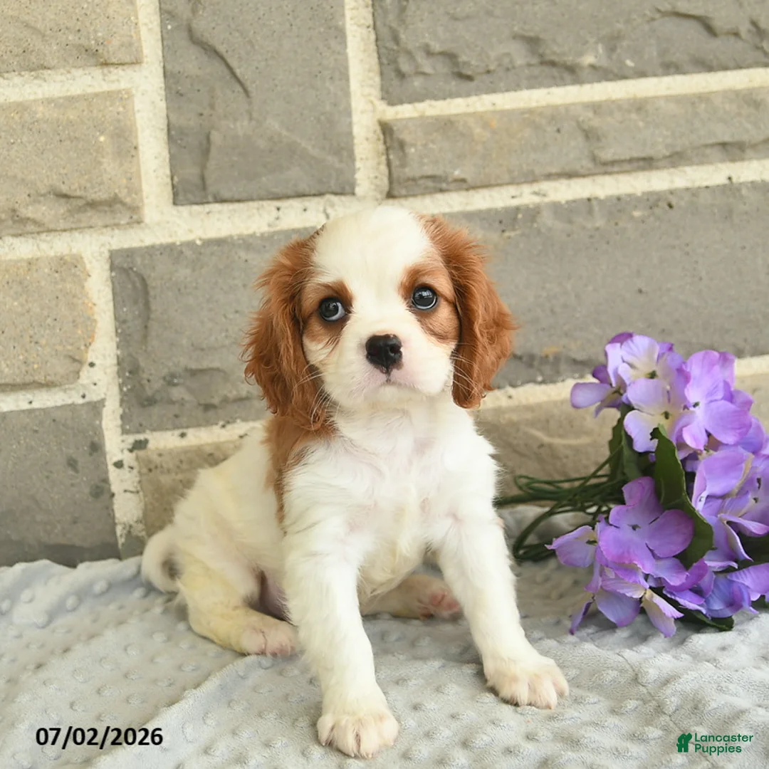 Cavalier King Charles Spaniel dogs for sale: Lucky  - Ad 3