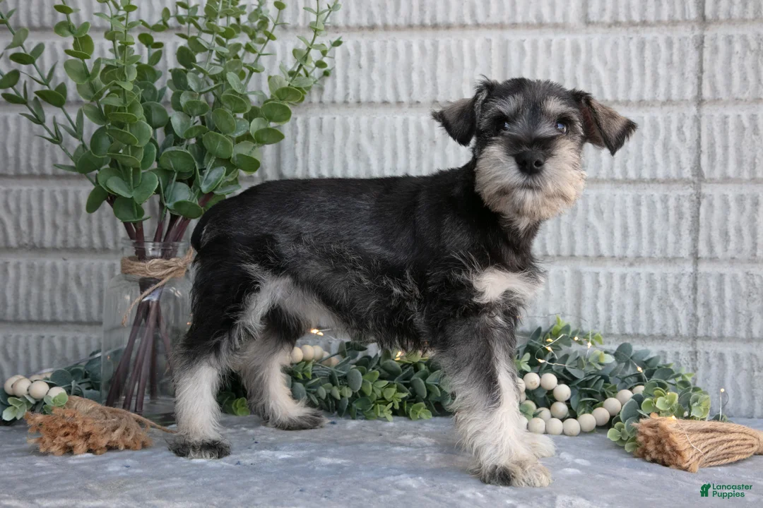 Miniature Schnauzer dogs for sale: Silver - Ad 3