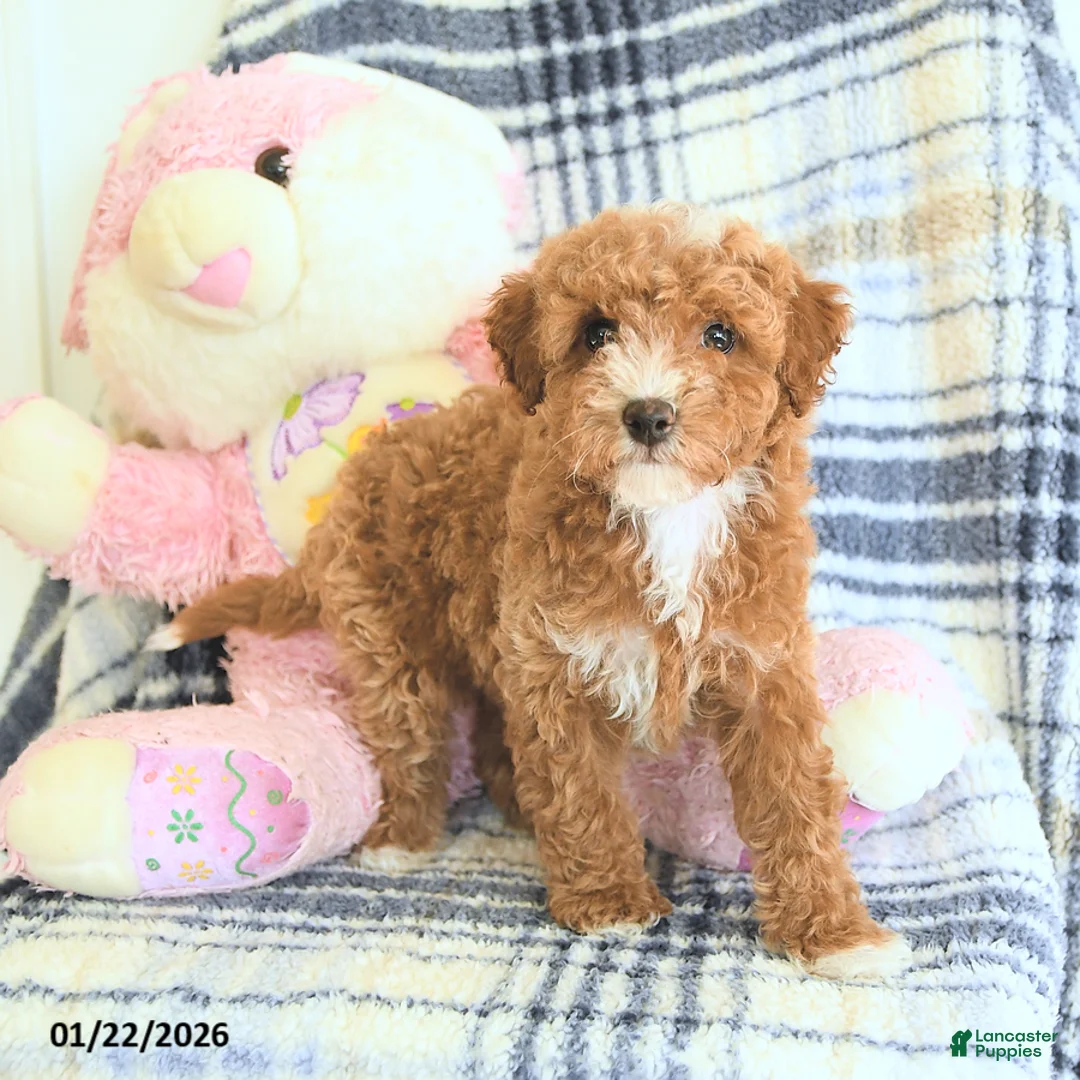 Havapoo dogs for sale: Dabur - Ad 4