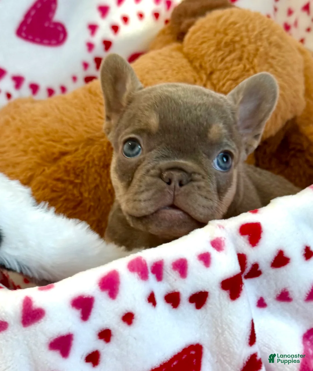 French Bulldog dogs for sale: French Bulldog Puppy 3 - Ad 1
