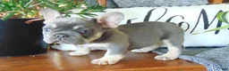 French Bulldog dogs for sale: Missy - Ad 4