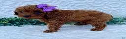 Cavapoo dogs for sale: nova - Ad 4