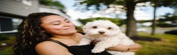Maltese dogs for sale: Little man 2  - Ad 7