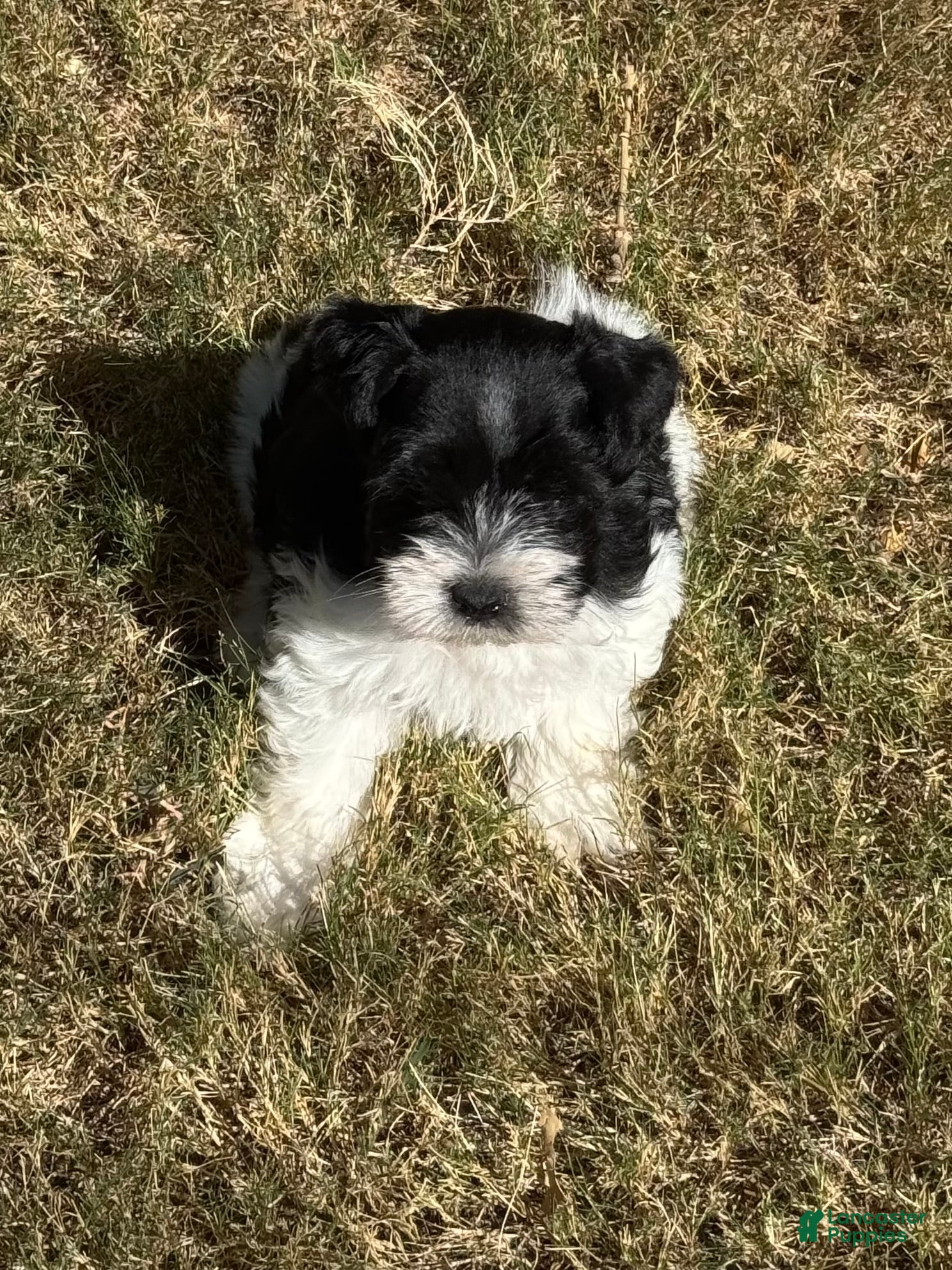 Miniature Schnauzer dogs Raz - Ad 1