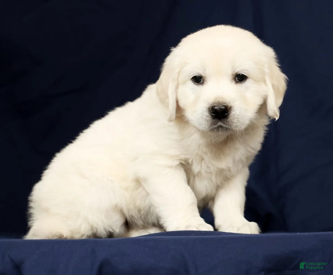 Golden Retriever dogs for sale: Thor - Ad 1