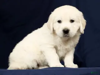 Golden Retriever dogs for sale: Thor - Ad 3