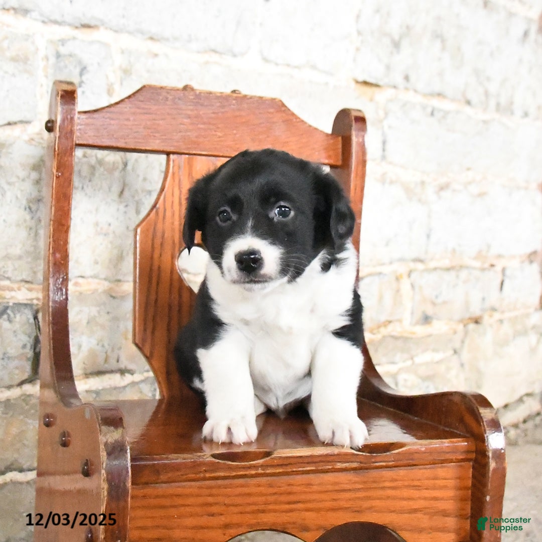 Mini Aussiedoodle dogs for sale: Chili - Ad 2