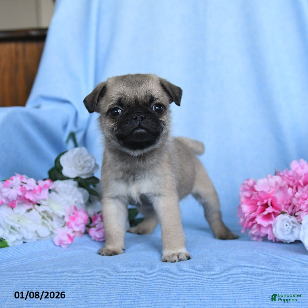 Pug dogs for sale: Toby - Ad 2