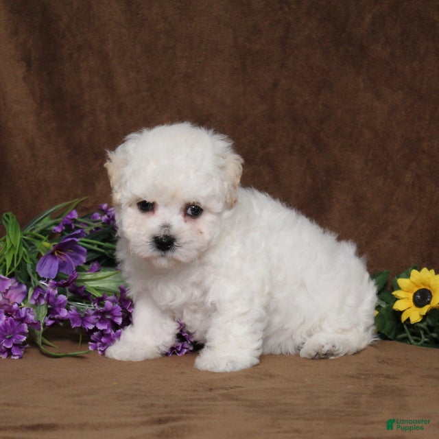 Bichon Frise dogs Harmony - Ad 2