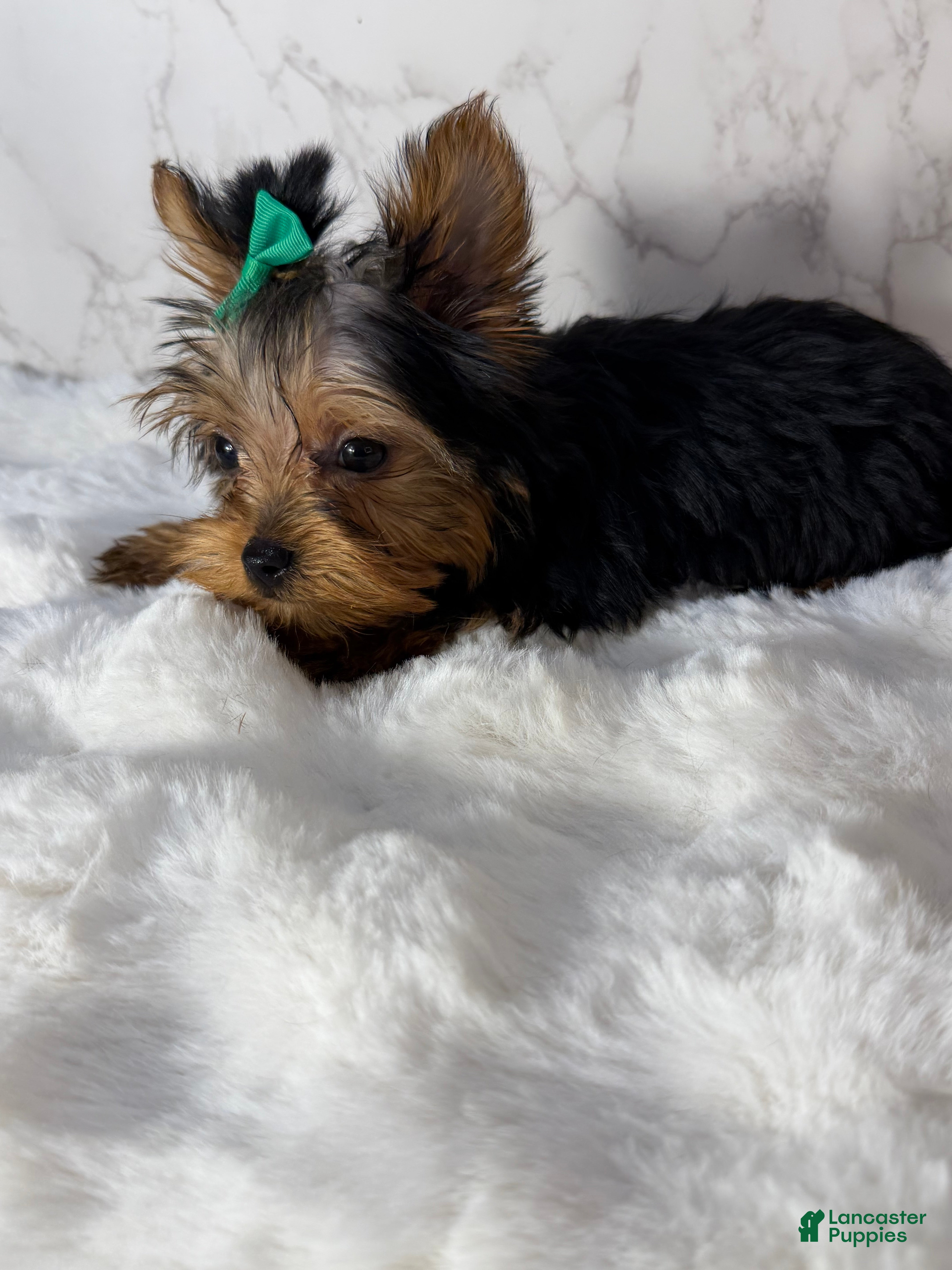 Yorkshire Terrier dogs Jack  - Ad 2