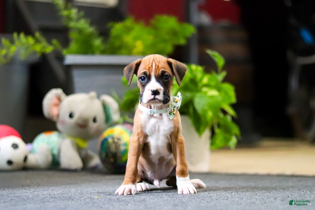 Boxer dogs for sale: Maxl - Ad 2