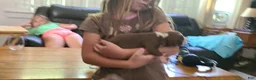 American Bully dogs for sale: Edward - Ad 3