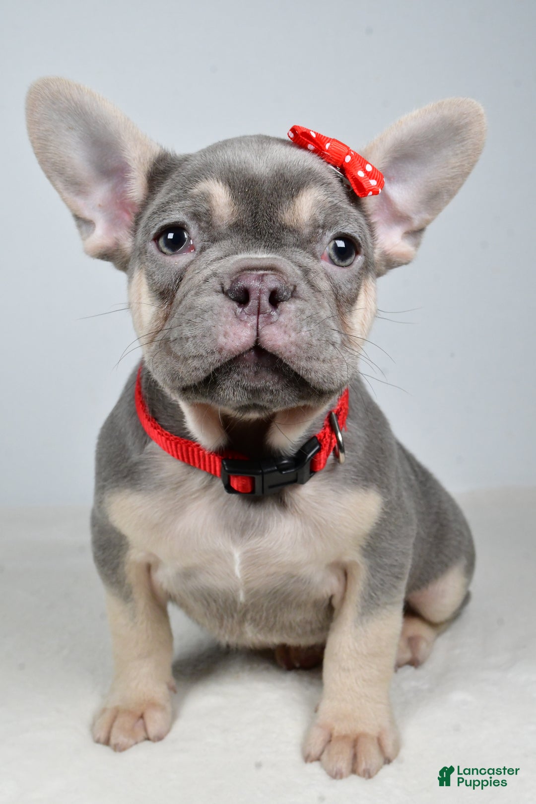 French Bulldog dogs for sale: Buddy  - Ad 7