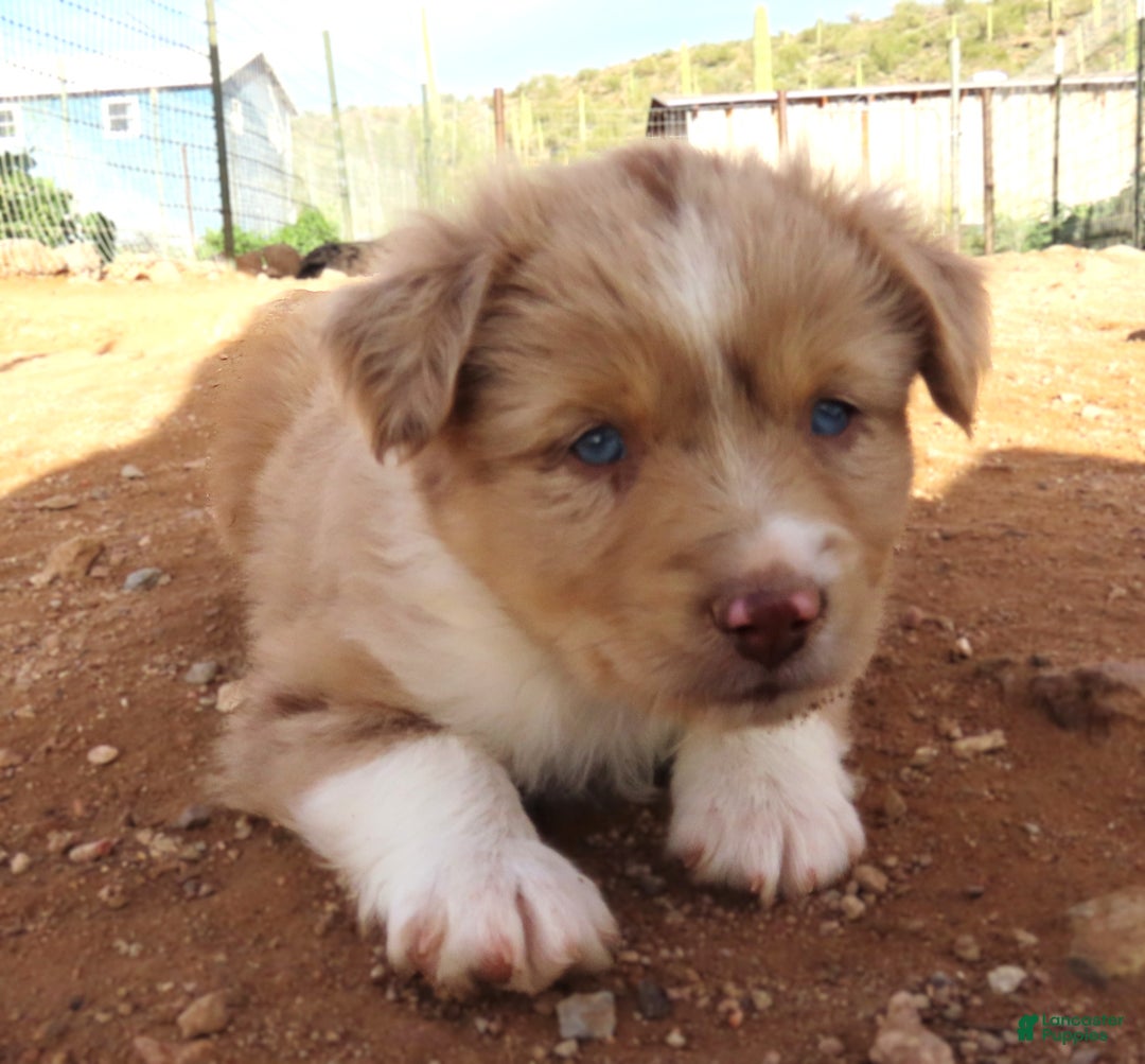Miniature Australian Shepherd dogs for sale: Red merle girl with blue eyes - Ad 11