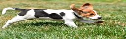 Beagle dogs for sale: Polly - Ad 10