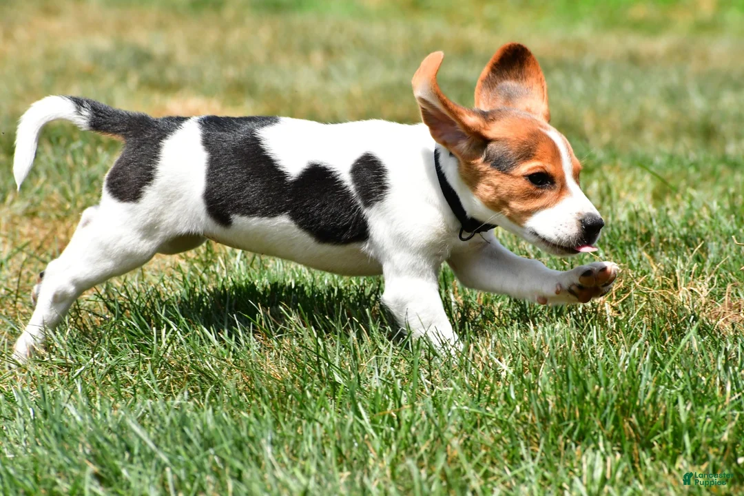 Beagle dogs for sale: Polly - Ad 10