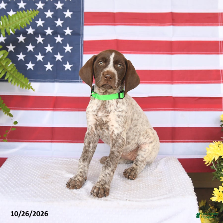 German Shorthaired Pointer dogs for sale: Tessa - Ad 1