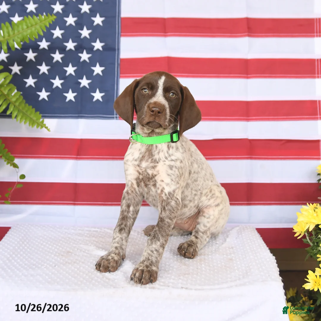 German Shorthaired Pointer dogs for sale: Tessa - Ad 1