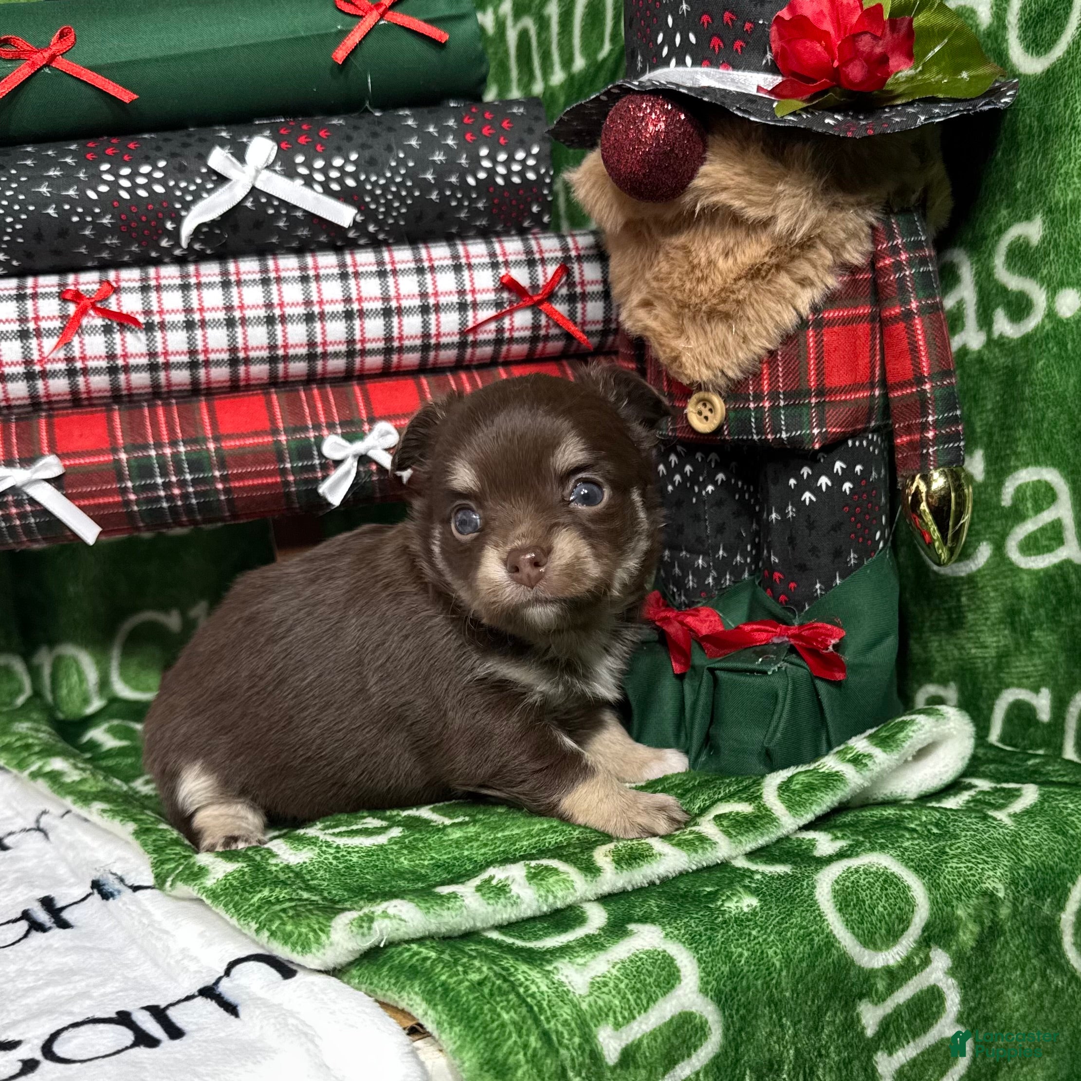 Chihuahua dogs Callie Chocolate LC - Ad 23