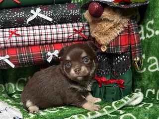 Chihuahua dogs Callie Chocolate LC - Ad 23