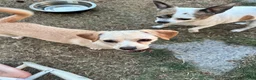 Mixed Breed dogs for sale: Mixed Breed 2 - Ad 3