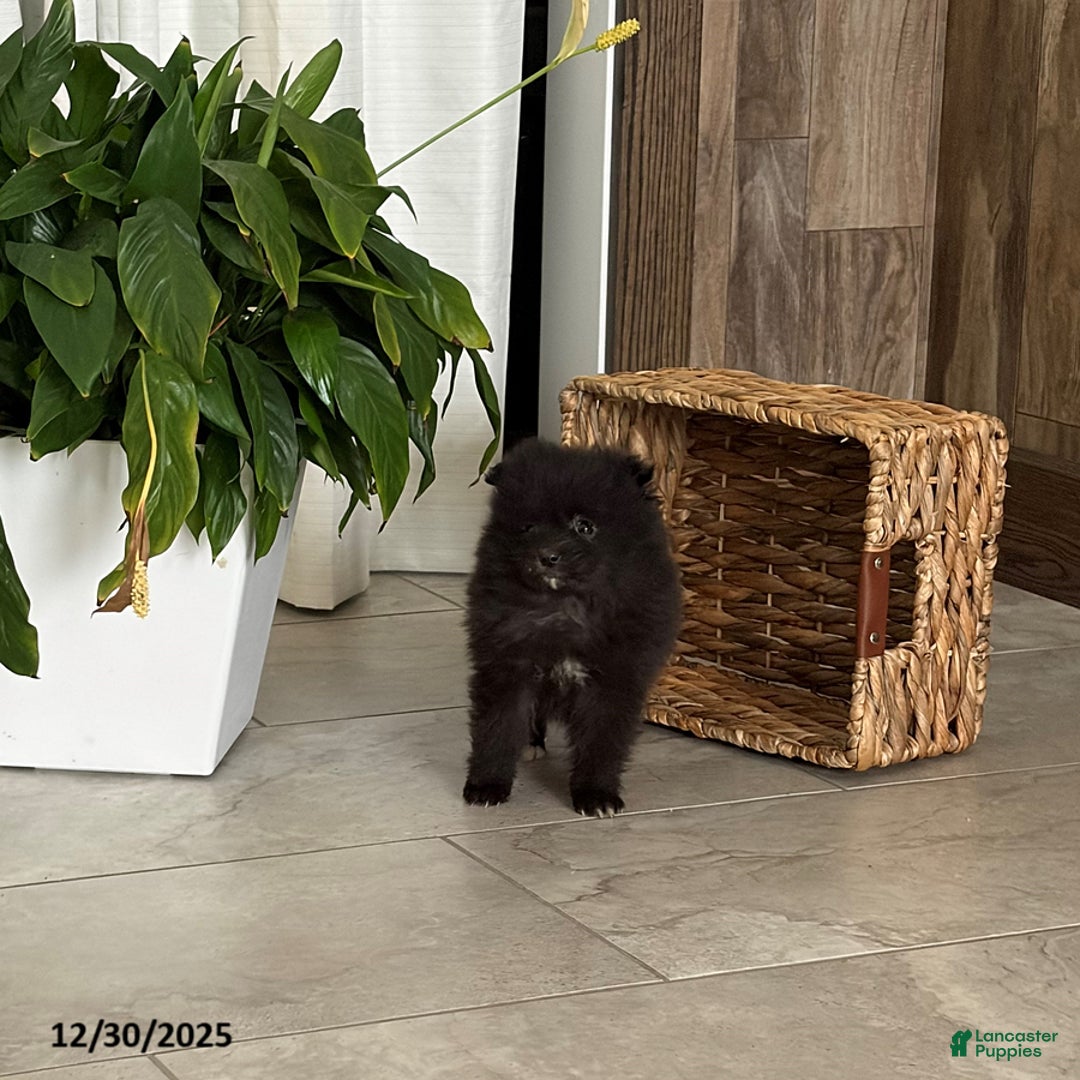 Pomeranian dogs for sale: Lindy - Ad 1