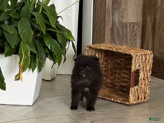 Pomeranian dogs Lindy - Ad 35