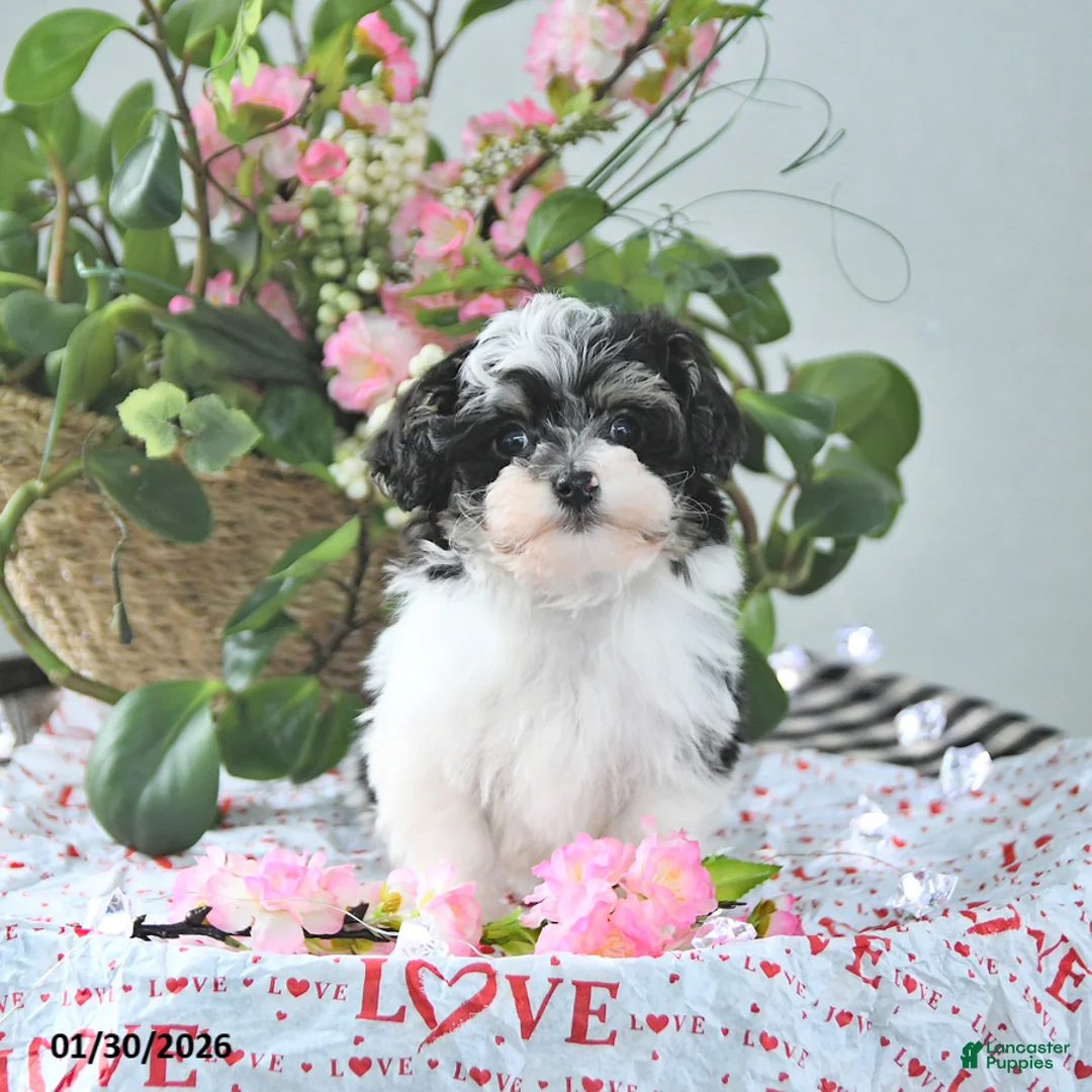 Havapoo dogs for sale: Elf EXTRA SMALL - Ad 3