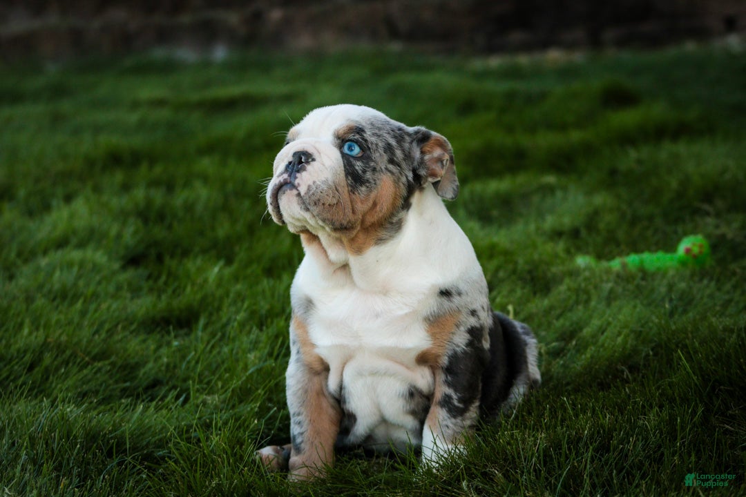 English Bulldog dogs Sebastian English Bulldog  - Ad 2