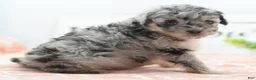 Toy Poodle dogs for sale: Bailey  - Ad 5