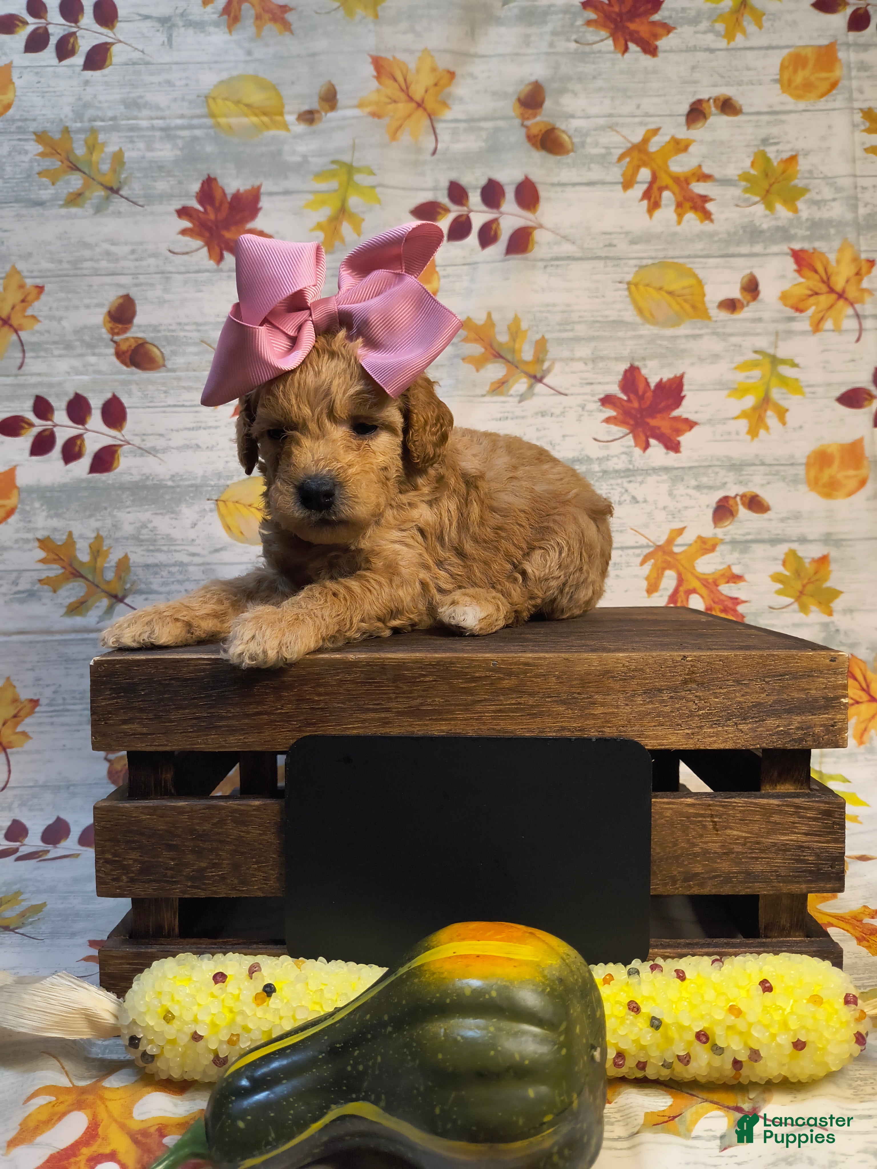 Mini Goldendoodle dogs Marigold  - Ad 8