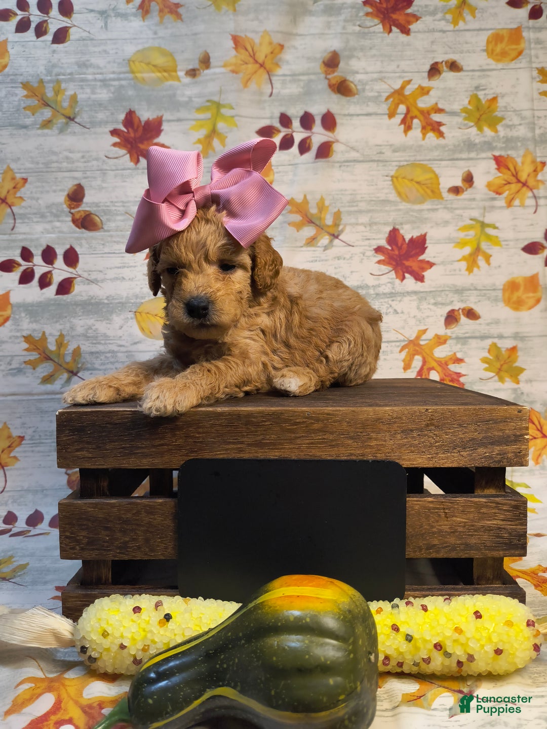 Mini Goldendoodle dogs for sale: Marigold  - Ad 1