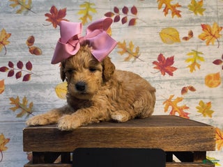 Mini Goldendoodle dogs - Ad 18