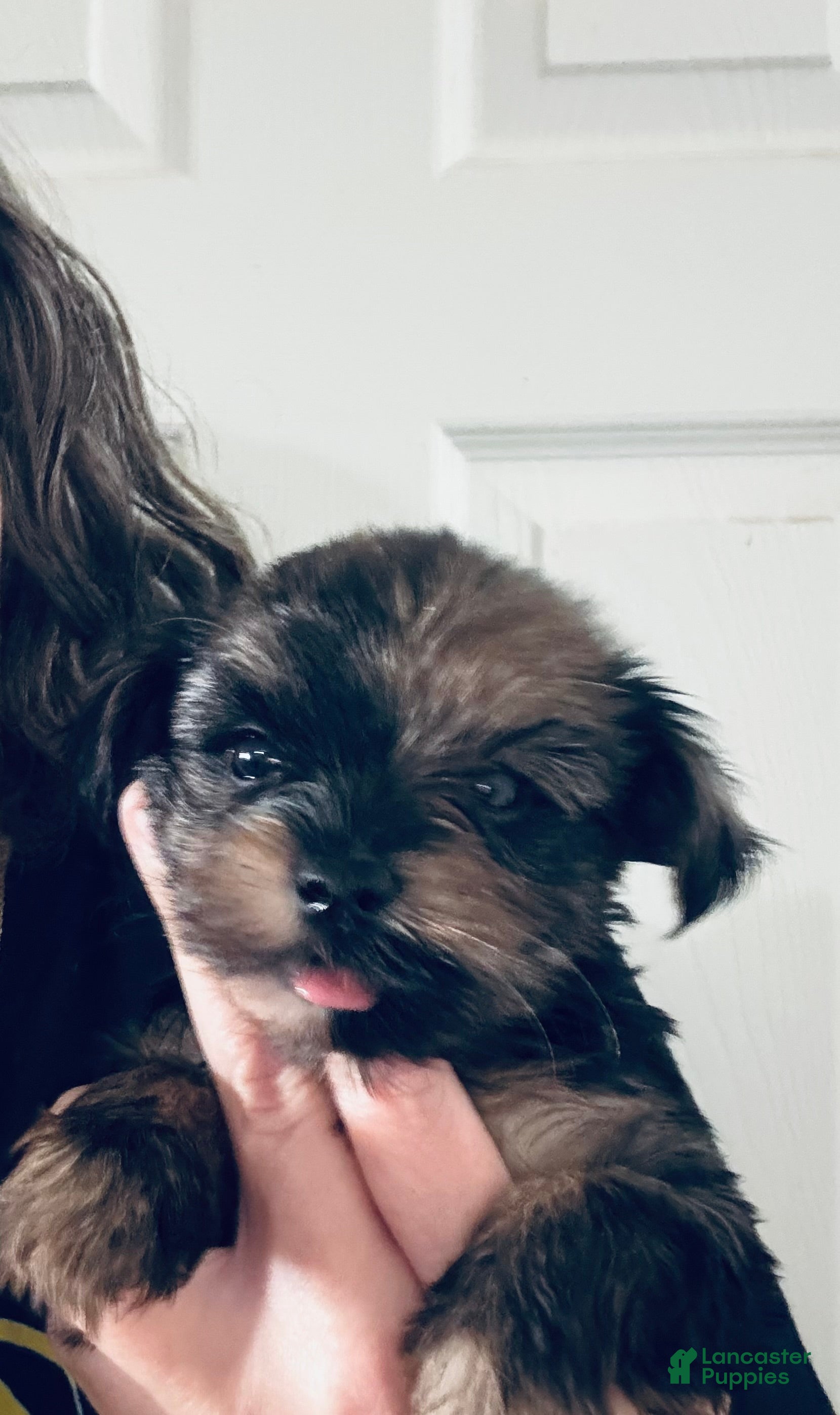 Yorkshire Terrier dogs Yorkshire Terrier 1 - Ad 29