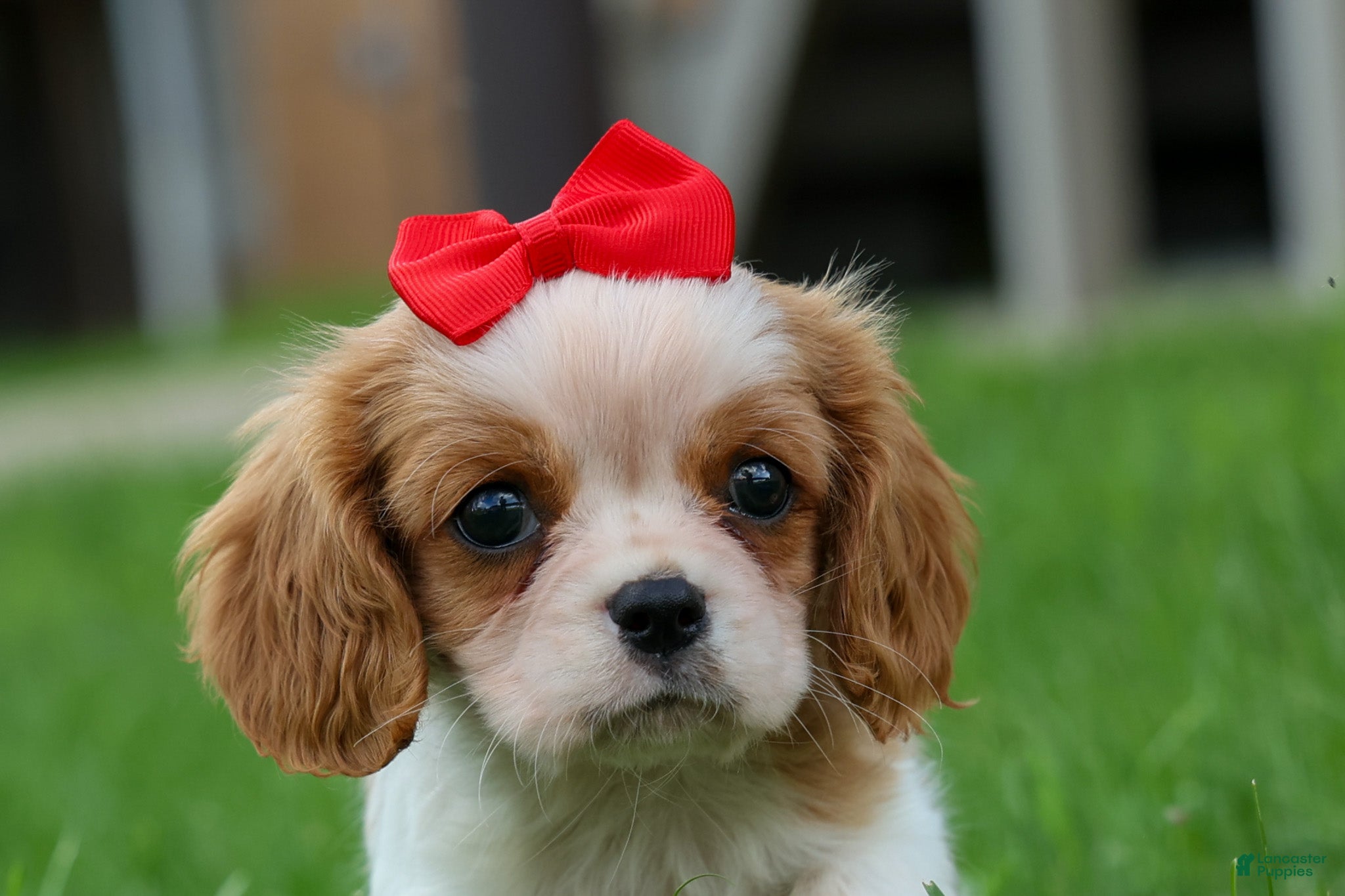 Cavalier King Charles Spaniel dogs  Nugget🐾 - Ad 2