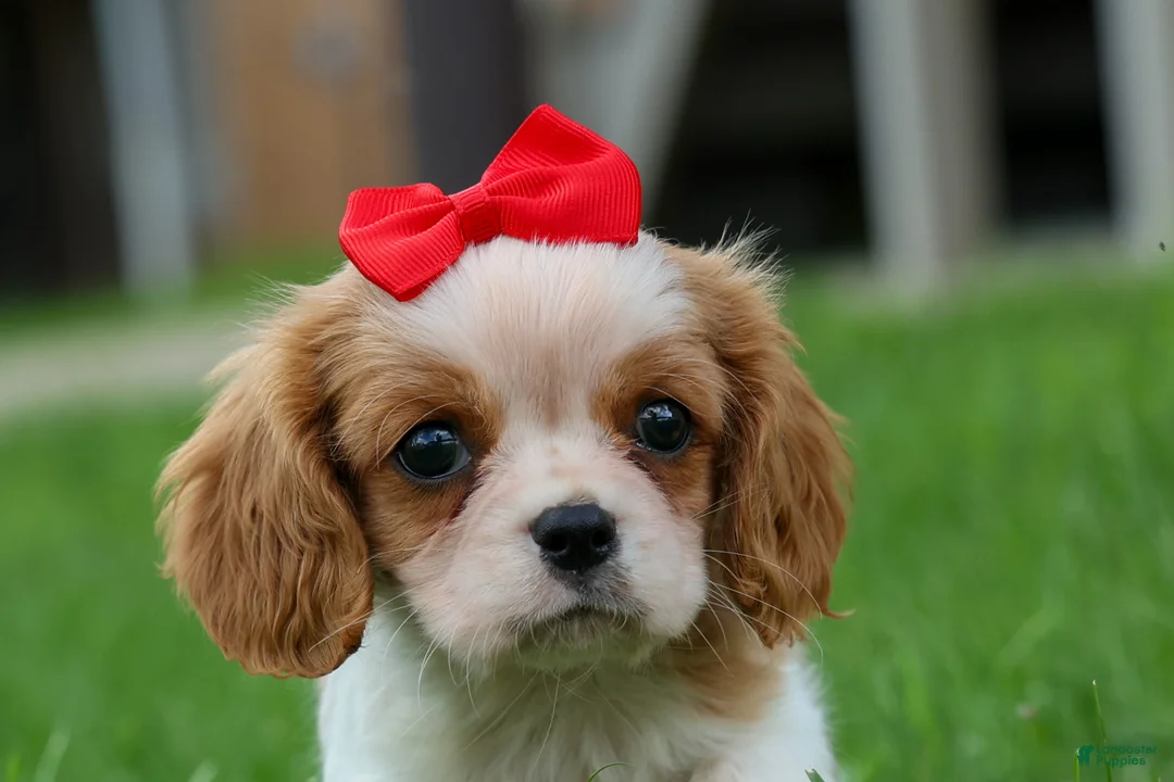 Cavalier King Charles Spaniel dogs for sale:  Nugget🐾 - Ad 2