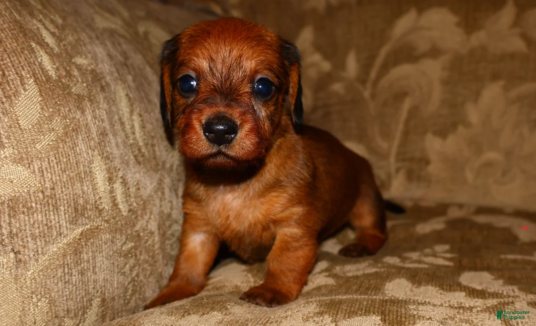 Miniature Dachshund dogs for sale: Cinnamon - Ad 1