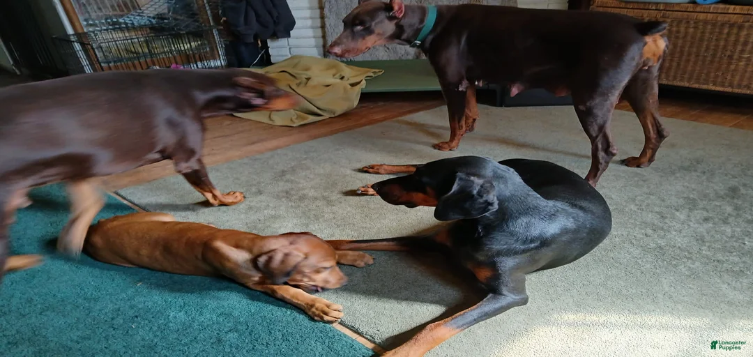 Gallery Image {{count}}