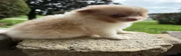 Pomeranian dogs for sale: Andy - Ad 22