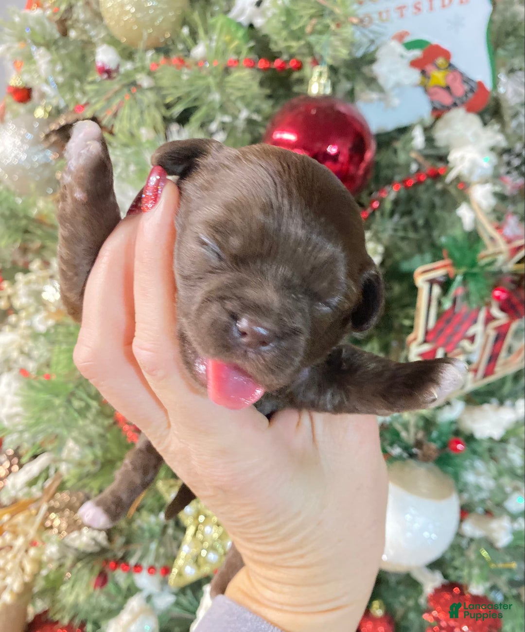 Shihpoo dogs for sale: Shihpoo Puppy 2 - Ad 1