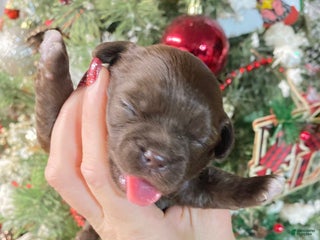 Shihpoo dogs Shihpoo Puppy 2 - Ad 27